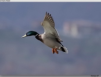 Animali 034